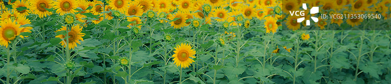 向日葵丛图片素材