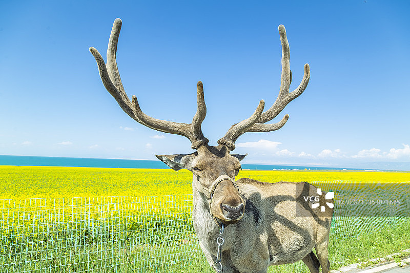 青海湖边的马鹿图片素材