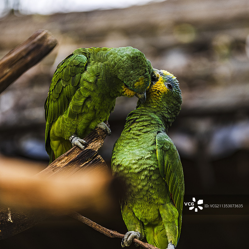 《窃窃私语》图片素材