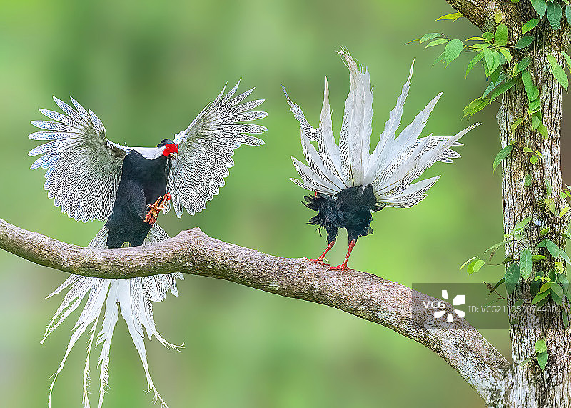 你来我往——白鹇图片素材