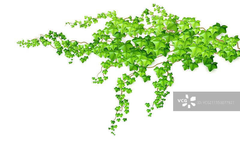 逼真绿色灌木丛常春藤图片素材