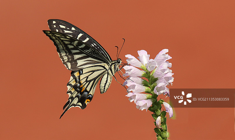 柑橘凤蝶图片素材