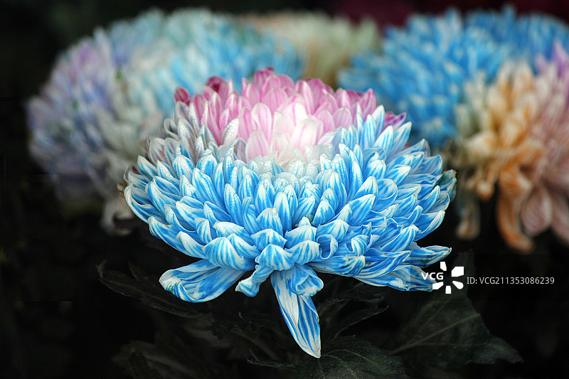 多色菊花特写图片素材