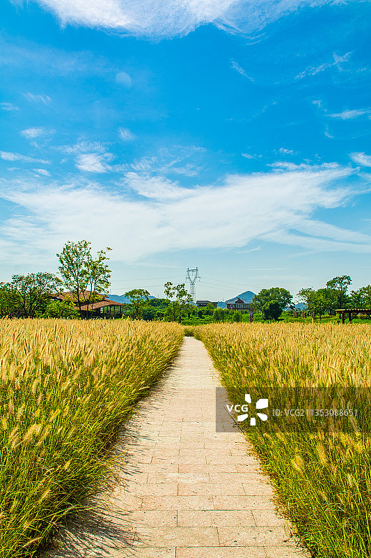 杭州余杭旅游景点 良渚古城遗址公园绿道郊外乡间小路乡村小道图片素材