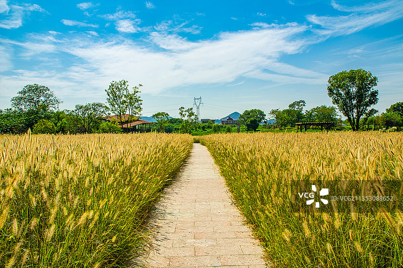 杭州余杭良渚古城遗址公园绿道郊外乡间小路乡村小道 背景素材图片素材