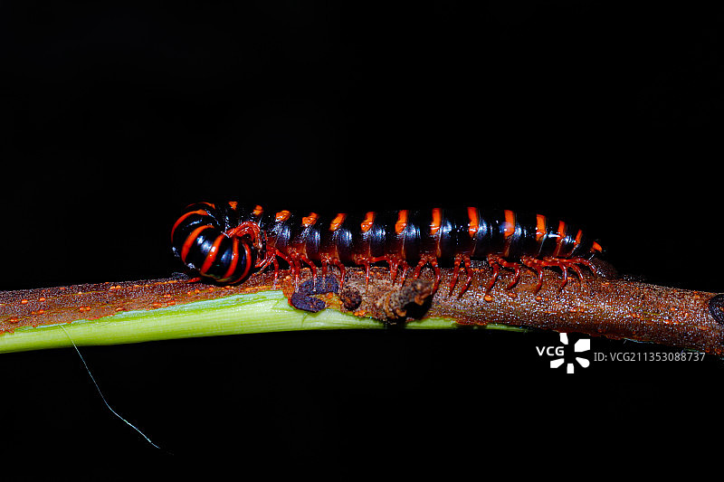 《马陆》图片素材