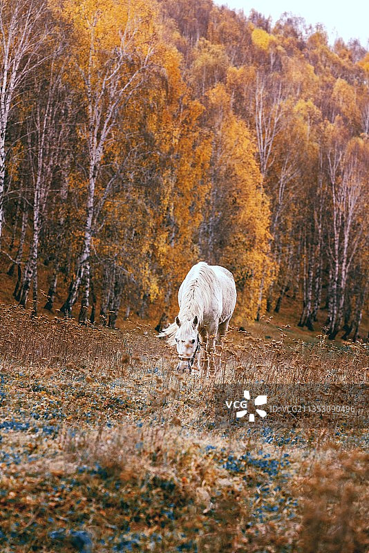 秋色如画图片素材
