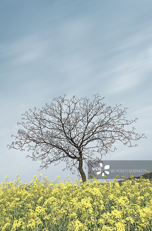 早春的树图片素材