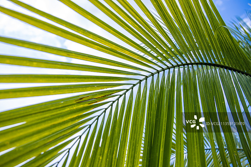 热带风情的椰子树叶图片素材