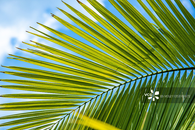 热带风情的椰子树叶图片素材