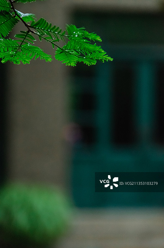 上海宋庆龄故居里的水杉树图片素材