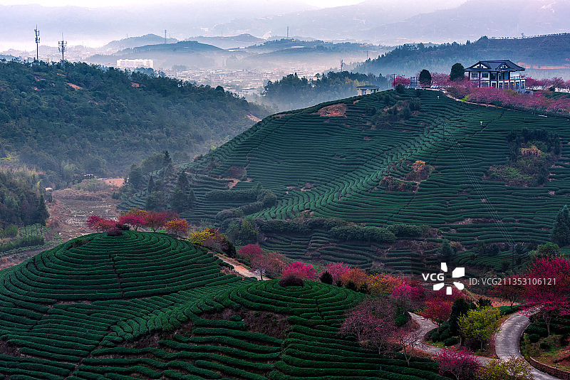 福建漳平市永福樱花园清晨图片素材