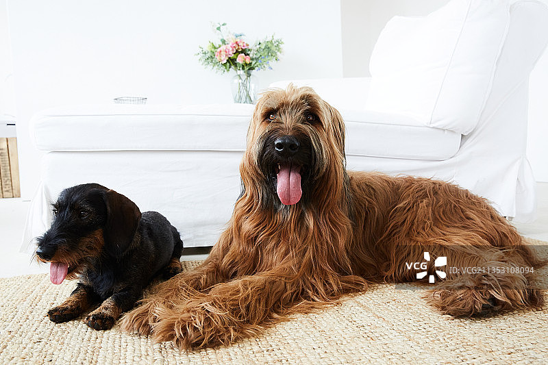 刚毛腊肠犬和布里亚德犬并排躺着图片素材