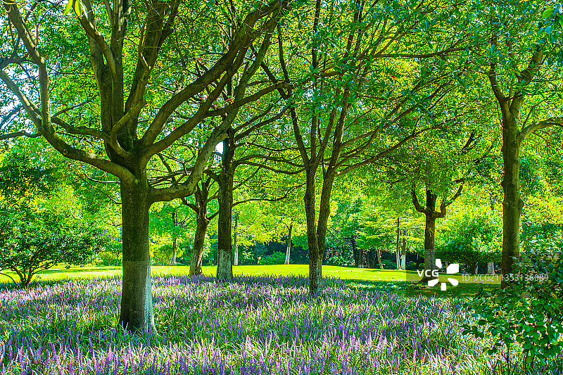 杭州富阳 东吴文化公园 园林风光风景 阳光树林 花园景观图片素材