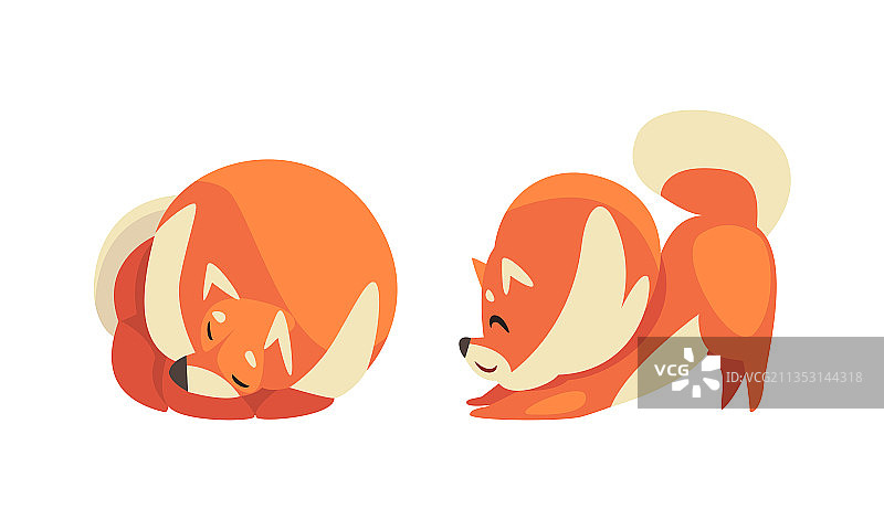 顽皮的柴犬或秋田犬幼犬，日本犬种图片素材