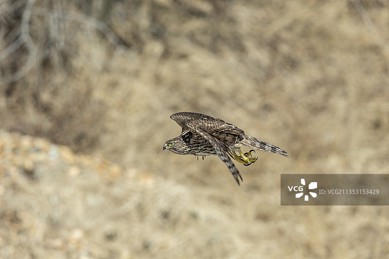 一只苍鹰在冬季雪后铺满阳光的雪地里飞翔觅食图片素材