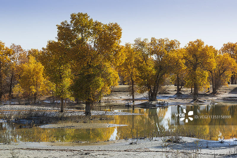 泥淖中的胡杨——巴音郭楞盟尉犁县罗布湖图片素材