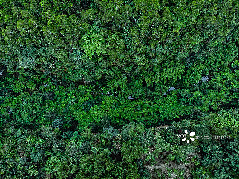 五通桥桫椤峡谷图片素材