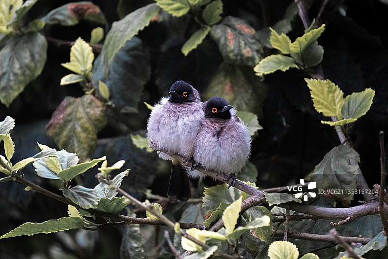 依偎。红眼鹎 African Red-eyed Bulbul图片素材