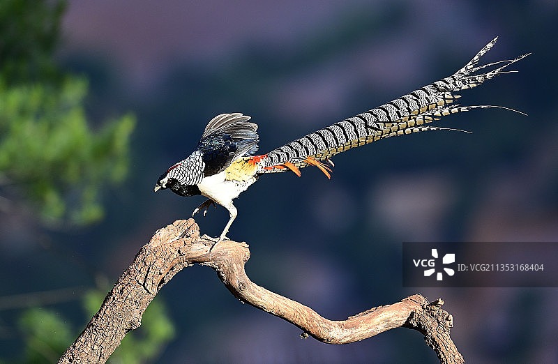 白腹锦鸡图片素材