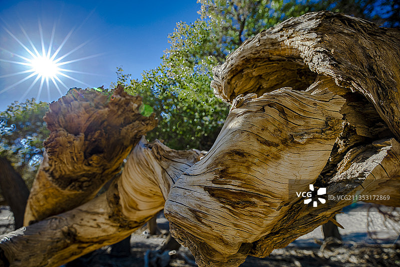 胡杨之美图片素材