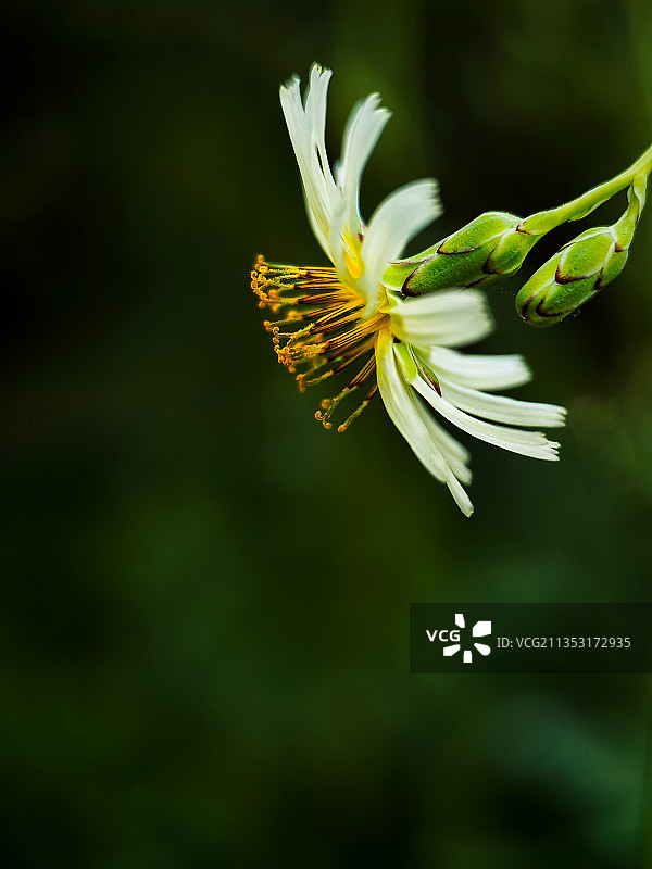 翅果菊花头图片素材