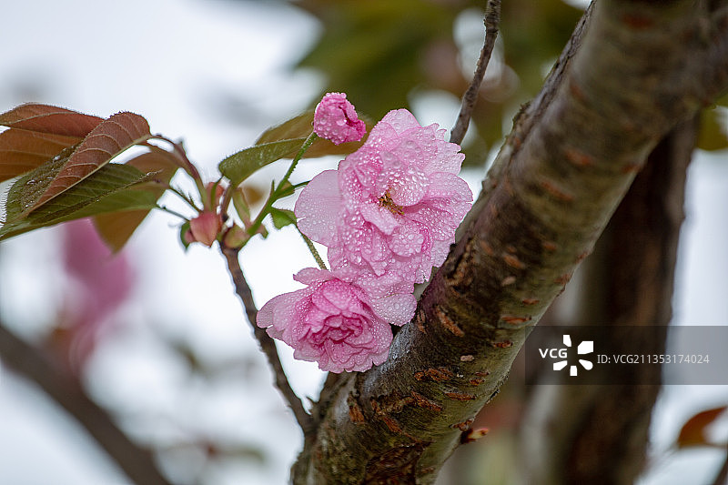 中国四川省绵阳市白牡丹图片素材