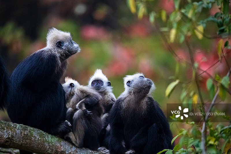 白头叶猴图片素材