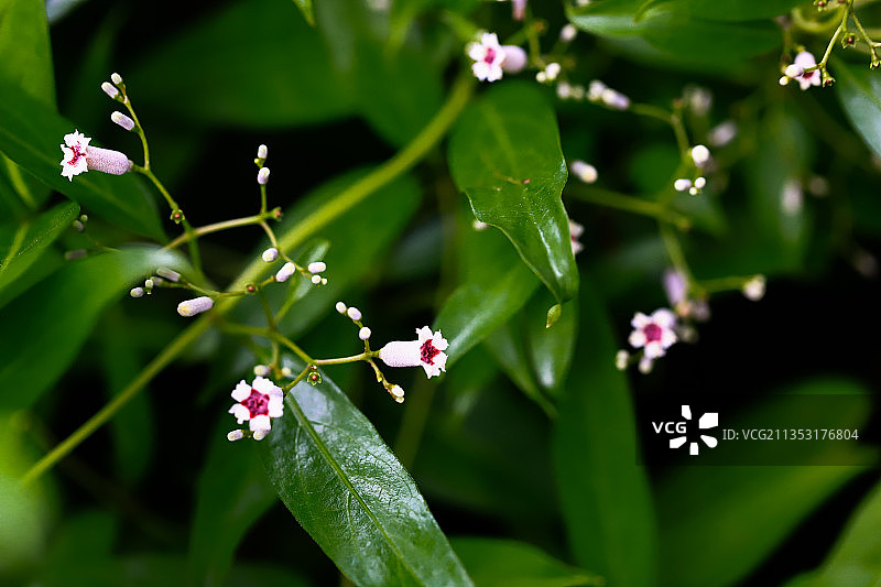 鸡屎藤花图片素材