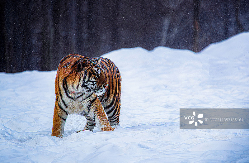 东北虎  野生动物 室外   雪   中国东北虎林园  动物图片素材