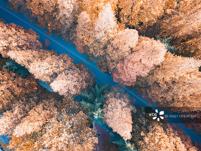 大连秋色 大连理工大学情人路图片素材