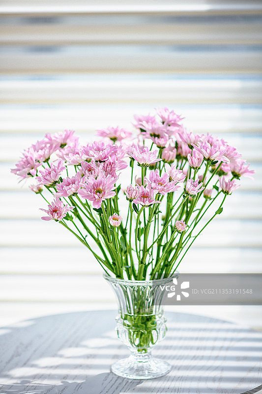 阳光里的雏菊图片素材