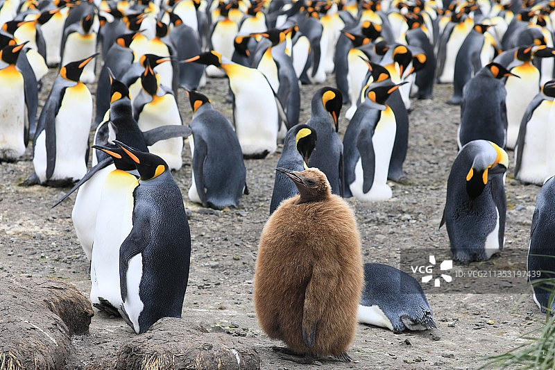 南极之王企鹅图片素材