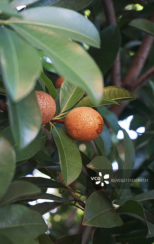 伯母家门前的人心果。图片素材