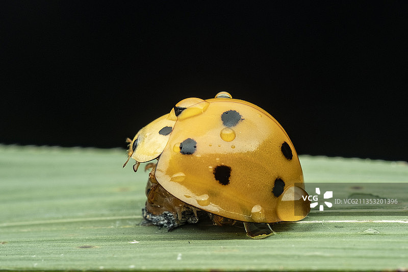 瓢虫蜕壳图片素材