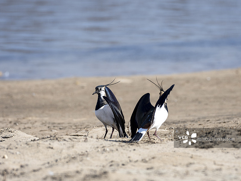 凤头麦鸡图片素材