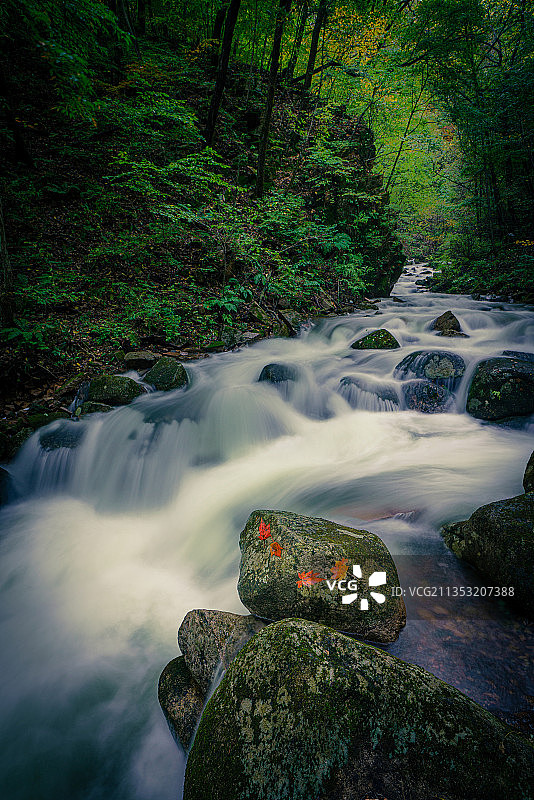 一夜罕见的秋季雷雨后，红枫罕见，本溪枫林谷成了溪流的天下图片素材
