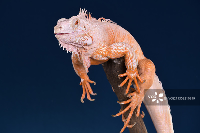 白化红鬣蜥蜴图片素材