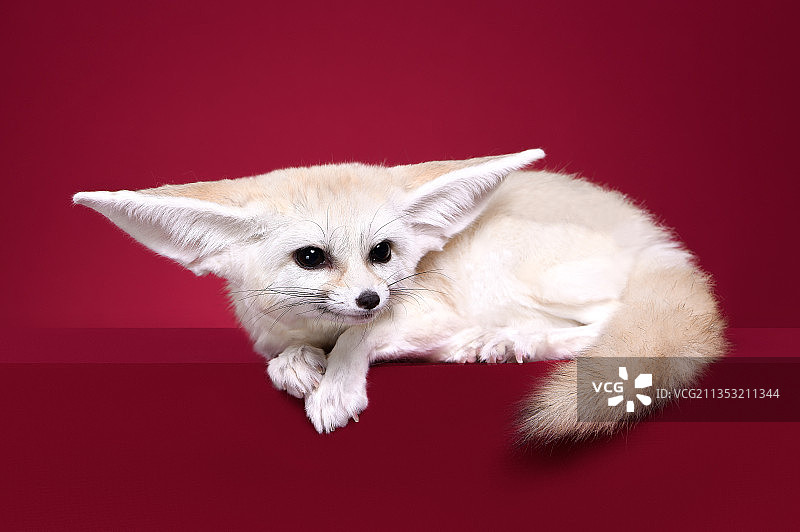 耳廓狐图片素材