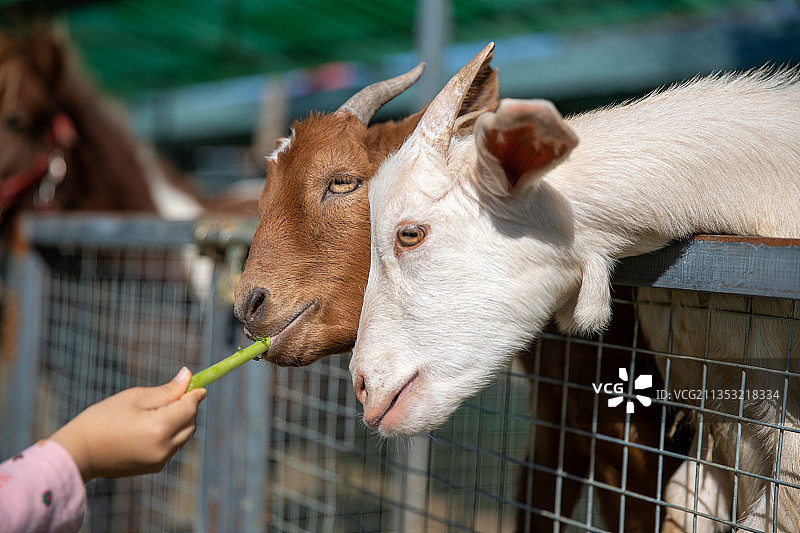 伸手去喂两只饿了的小羊图片素材