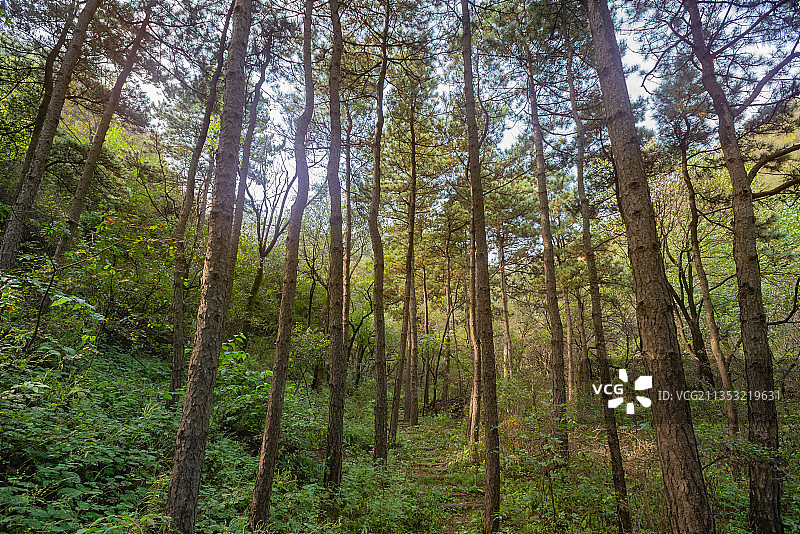 八达岭国家森林公园的油松松林小路图片素材