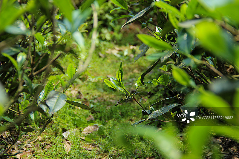 武夷山岩茶鲜叶图片素材
