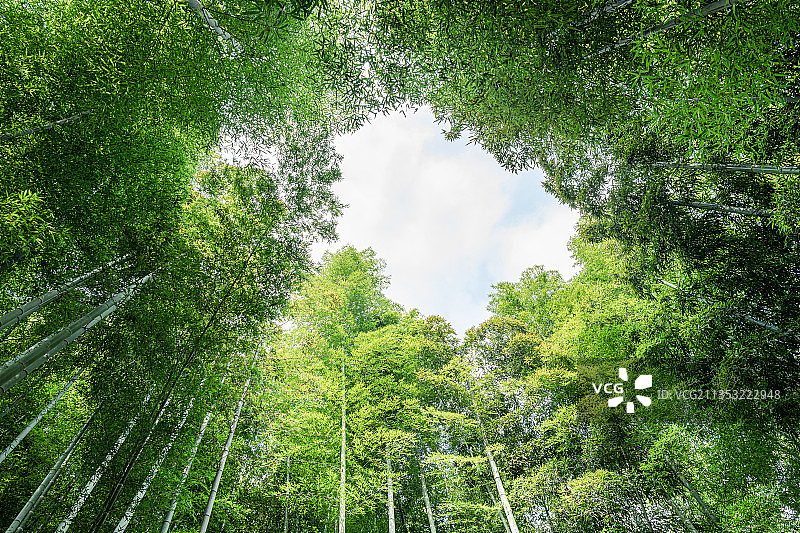 浙江安吉大竹海景区竹林自然景观图片素材