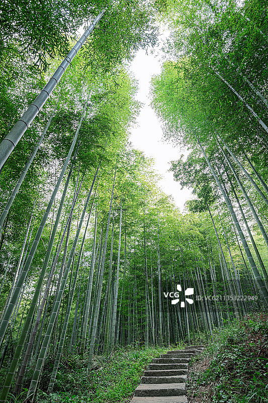 浙江安吉大竹海景区竹林自然景观图片素材
