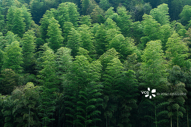浙江安吉大竹海景区竹林自然景观图片素材