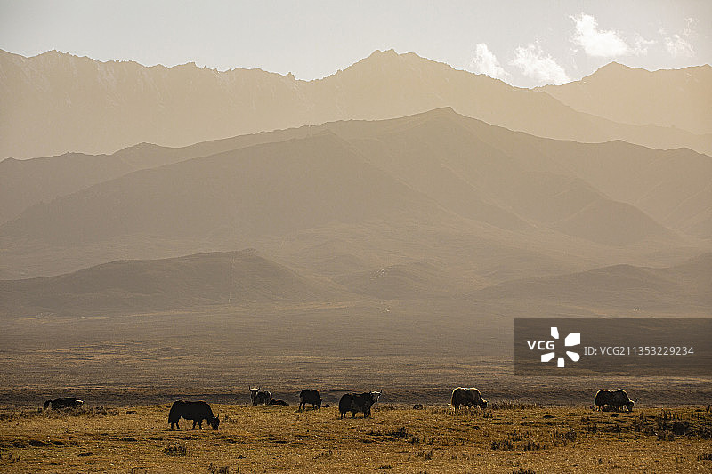 祁连山下牦牛壮图片素材