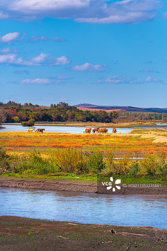 内蒙古呼伦贝尔莫力达瓦旗草原河流马匹图片素材