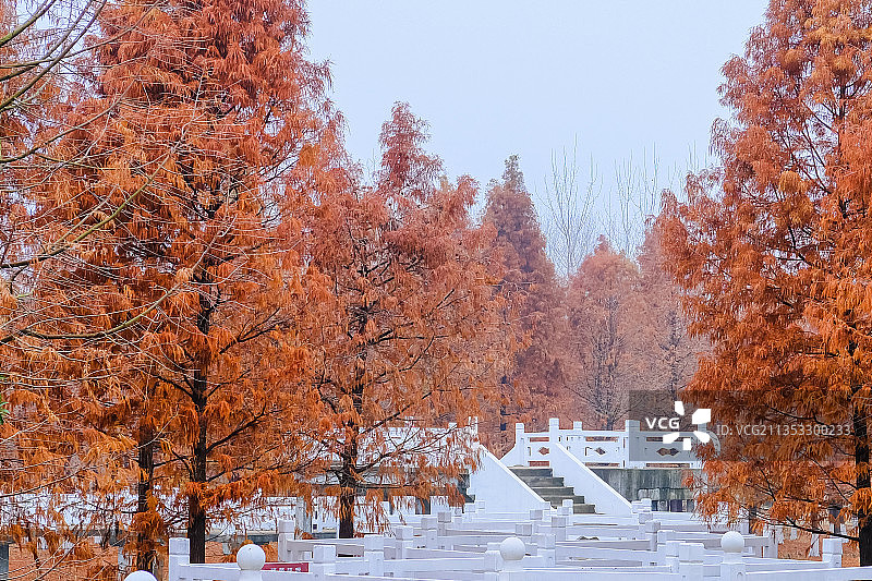 江苏盐城大纵湖湿地公园秋季美景图片素材