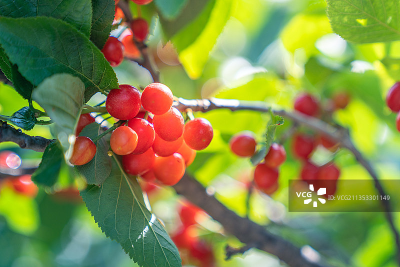 挂满枝头的樱桃图片素材