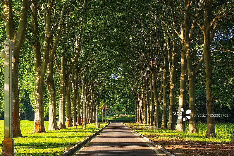 河南郑州黄河迎宾馆原河南省委第三招待所法国梧桐夏季林荫大道图片素材